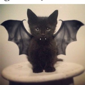 Meet your Posher, Huy